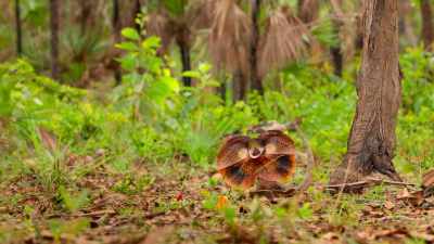 To avoid injury,
these lizards fight with frills. - Tiny World