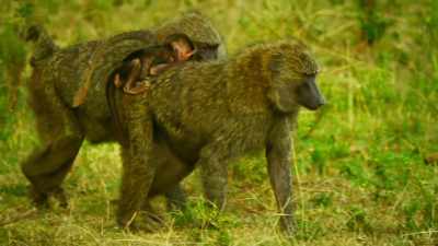 To avoid provocation, - Serengeti