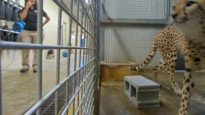 To be able to just
go up to the building - Secrets of the Zoo