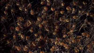 To begin with, - Micro Monsters with David Attenborough