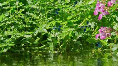 To breed in this way,
the damsels require clean, - Wild Isles