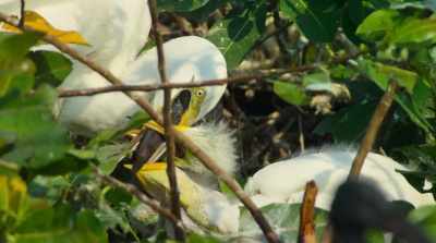 To build up
their chicks' strength - Surviving Paradise: A Family Tale