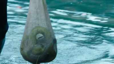 To calm the eels down
while he measures them, - Modern Dinosaurs