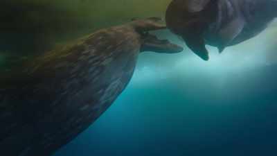 To catch fish and
then safely return, - Frozen Planet II