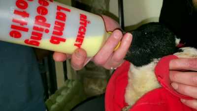 To Clem's delight, against the odds, - Our Yorkshire Farm