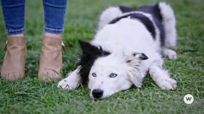 To communicate
with your animal, - Romance to the Rescue