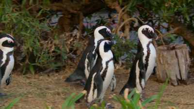To date, they don't know
the Bougainvillea babies even exist. - Penguin Town