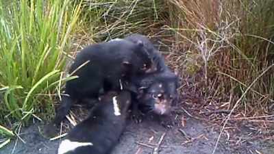 To describe a tasmanian
devil to someone who's
never seen one, - Secrets of the Zoo