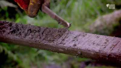 To discover what this event could be, - Curse of the Ancients with Alice Roberts