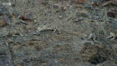To divert the males' attention
from her cub, - Planet Earth: A Celebration