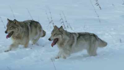 To do that, - Frozen Planet II