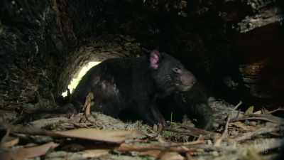 To ensure the fittest offspring, - David Attenborough's Tasmania