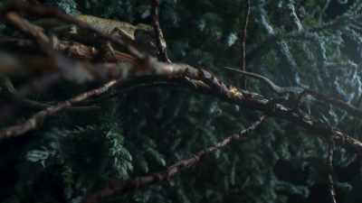 To escape the nightly freeze, - Frozen Planet II