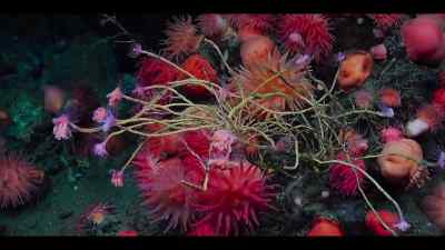 To exploit or protect
these incredible new discoveries. - Our Oceans