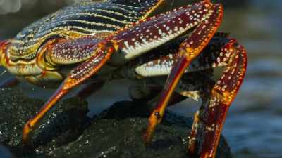 To feed, the crabs must keep going. - Blue Planet II