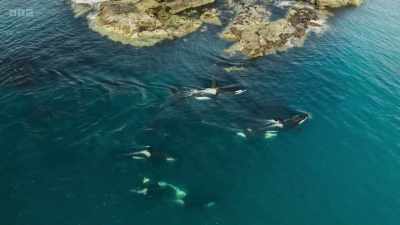 To film orca hunting seals, - Wild Isles