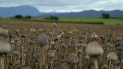 To find enough supply
for the soaring demand, - The Crime of the Century