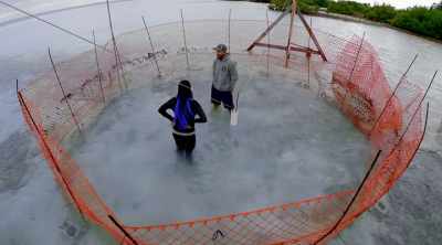 To find out, Matt and Carlee
set up a "novel object test." - Shark Attack Files