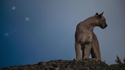 To find their own territory, - Earth at Night in Color