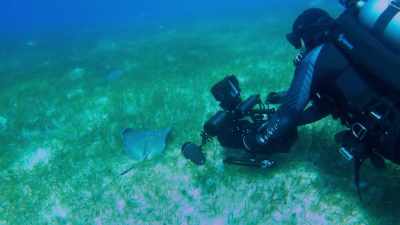 To following a shark through the seagrass - Photographer