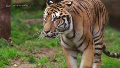 To get a licence to keep one.' - Britain's Tiger Kings - On the Trail with Ross Kemp