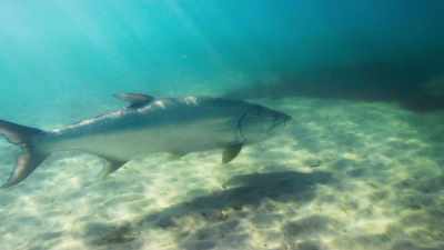 To get close to the mullet
in the shallows, - Seven Worlds, One Planet