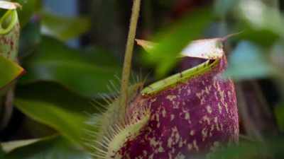 To get the nutrients they need to survive,
pitcher plants rely on animals, - Our Planet