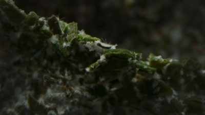 To get them, - The Green Planet