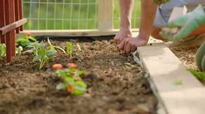 - To grow?
- [Jamila] Yeah, so from seed, - Homegrown