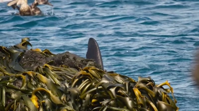 '..to head out to sea
and the unknown. - A Year on Planet Earth