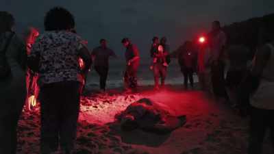 To help secure the turtle's future, - Blue Planet II