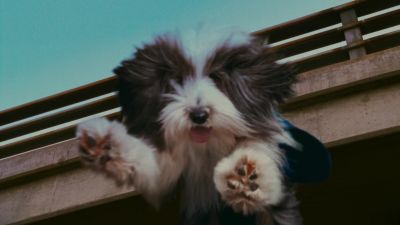 To infinity and beyond - The Shaggy Dog