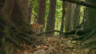 To keep her territory secure, - Dynasties