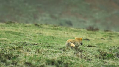 To keep their not so little one fed, - A Year on Planet Earth