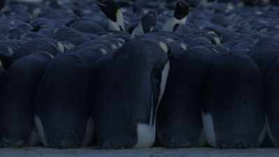 To keep themselves and their eggs warm, - Dynasties