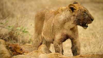 To make matters worse, - Wild Babies