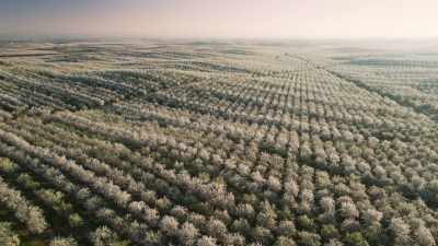 To make way
for these almond trees, - The Green Planet