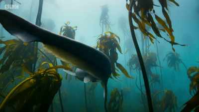 ..to mysterious
kingdoms under water... - Planet Earth: A Celebration