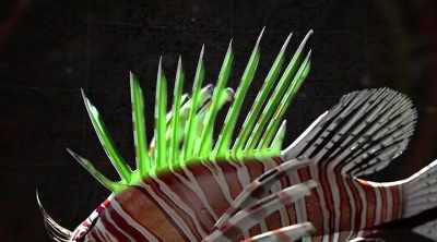 To other fish, this venom
can be deadly, - Kings of Pain