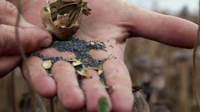 To persuade Tasmanian farmers - The Crime of the Century