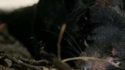 To protect her from his biting grip, - David Attenborough's Tasmania