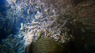 To provide sustenance
for these microbes, - Blue Planet II