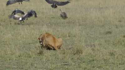 To reiterate,
that lion ain't lyin'. - Absurd Planet