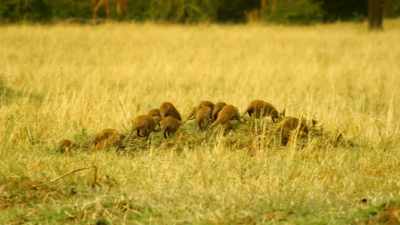 To return home,
they must cross open ground. - Serengeti