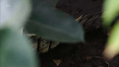 To risk limb and possibly life - Britain's Tiger Kings - On the Trail with Ross Kemp