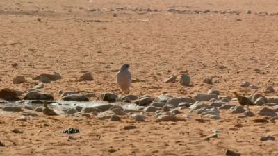 To save his chicks, the father risks his own life. - Tiny World