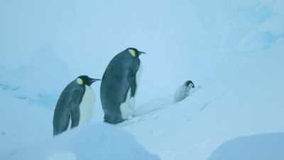 To save herself,
she has abandoned her chick. - Dynasties