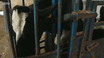 To save the cow's life, Rachael must
operate immediately and move - Mountain Vets