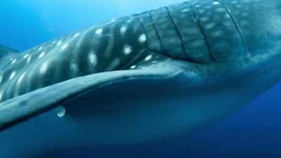 To save them,
Jonathan is trying to solve - Blue Planet II