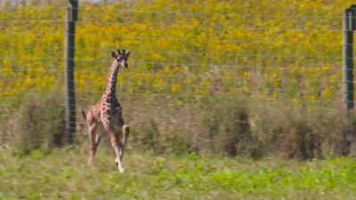 To see a giraffe run
for 100 yards - Secrets of the Zoo